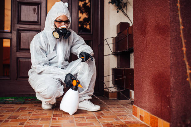 Attic and Crawl Space Rodent Treatment in Mascotte
